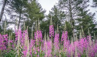 万花丛中过 万花丛中过